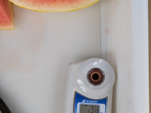 【夏ギフト】残り1日！追加注文受付中！
シャリ感と甘さのダブルパンチ！希少種！金福スイカ（約2kg）