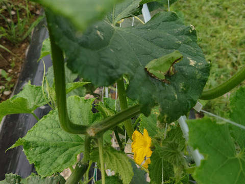 オーガニックきゅうり★たっぷり2kg