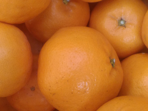 広島県産柑橘はるみとレモン10個　合計10kg