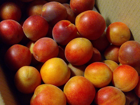 めずらしい梅　露あかね   １．２級コミコミ　１.８ｋ