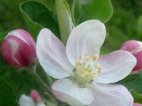 『ふじ』＆『ぐんま名月』食べ比べ小玉8キロ🍎🍏(42～48玉)