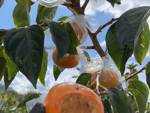 【送料500円引】パリパリで歯応えが独特『紀の川柿』