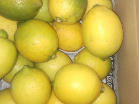 防腐剤、ワックス不使用　皮ごと使用激安広島県産レモン 訳あり品 2ｋg(約20個入)