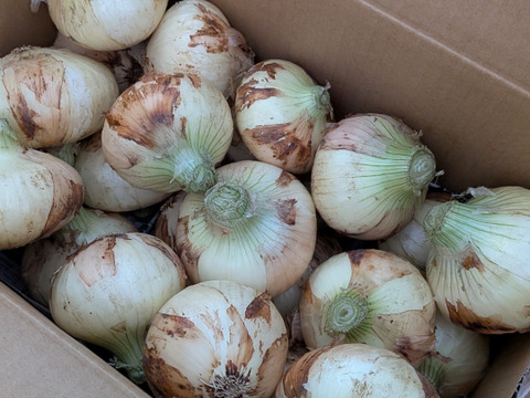 【満天☆青空レストランにでました】サラダ新玉ねぎ「旬玉」生がおいしい！神重農産のブランド玉ねぎ　秀品5㎏