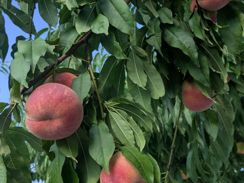 夏だけの特別な桃🍑 陽夏妃〈家庭用 3kg〉