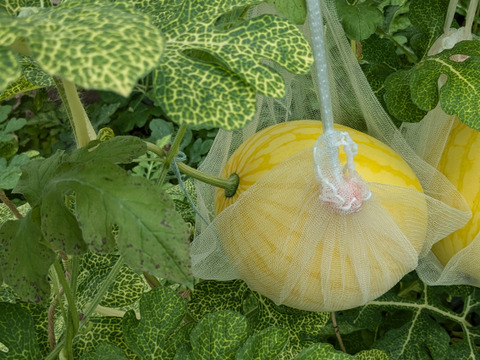 【夏ギフト】残り1日！追加注文受付中！
シャリ感と甘さのダブルパンチ！希少種！金福スイカ（約2kg）