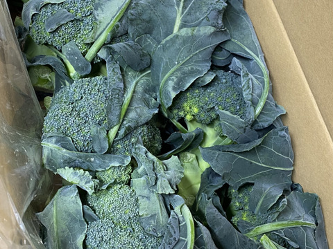 茎まで美味しいブロッコリー　10玉