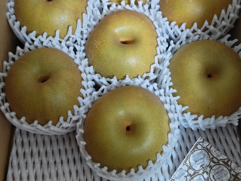 鳥取ブランド梨！【新甘泉】(5㎏)