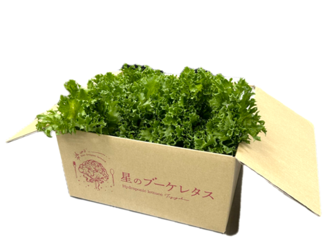たっぷり楽しめる！小さめでも大満足！お得な小クリスピーレタス！
一般レタスに比べ、ビタミンA約4培、βカロテン約4.5培！
栽培期間中農薬不使用、完全閉鎖型水耕栽培で育てた自信作。