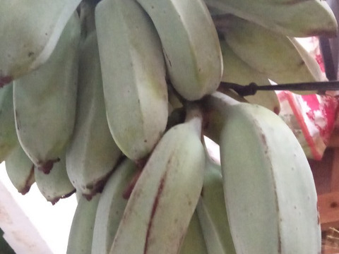 奄美大島産✿貴重な島バナナ1.2キロ◎もっちりねっとり感が大好評の人気のバナナ◎期間数量限定✿安心安全の農薬不使用栽培です