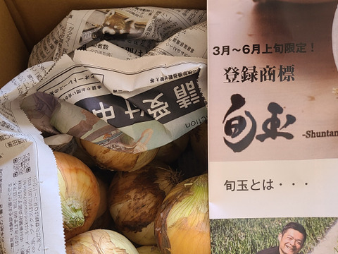 サラダ新玉ねぎ「旬玉」生がおいしい！秀品3㎏