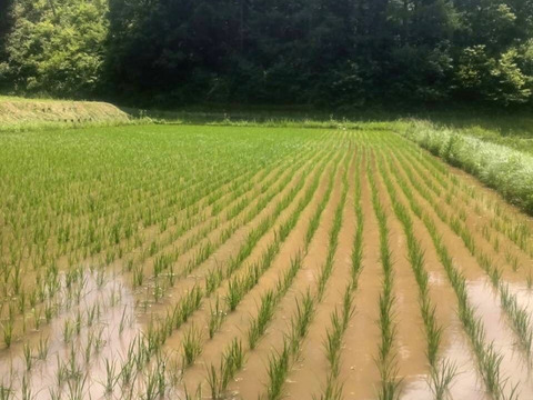 農薬化学肥料不使用『もちひかり』玄米３kg令和７年　信州佐久穂産