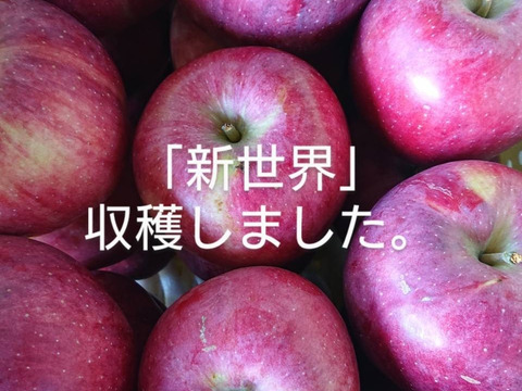 【お気にいる】 新世界」10kg 非常に植樹本数が少ない品種です。堅さが その他