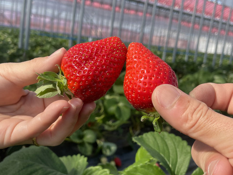 徳島県産『さちのか』おまかせハコいちご
