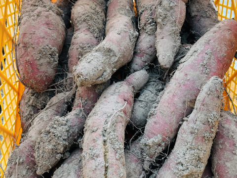 訳あり　中〜大ｻｲｽﾞ栗かぐや　10kg 栽培期間中　農薬不使用