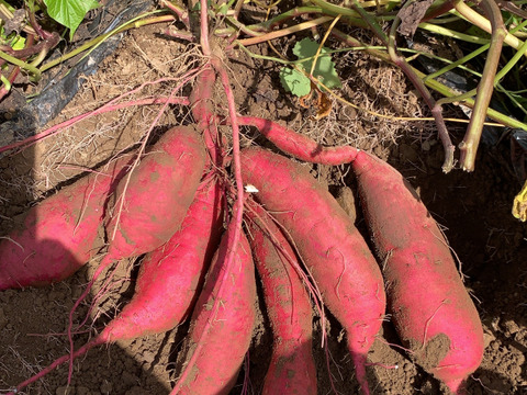 自家育苗・手掘り！　紅はるか　S~2Lサイズ混合　約4.5kg