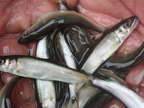 今が旬 期間限定 信州飯田 天龍鮎 締め稚鮎30尾入 ８ １０ くらい 長野県産 食べチョク 農家 漁師の産直ネット通販 旬の食材を生産者直送