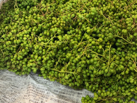 今が旬の実山椒