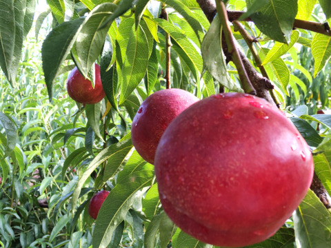 甘くてジューシー！ネクタリン『スイートトップ』(秀品約2㎏) 【お中元対応可】