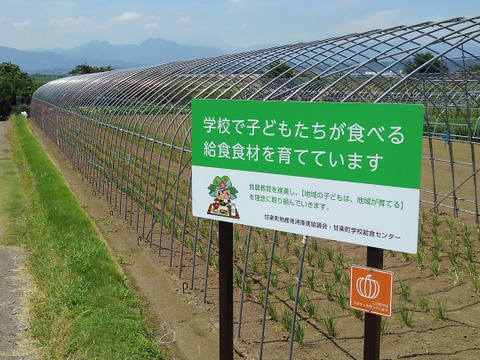 ＜うんまい！＞島かぼちゃ【８ｋｇ】