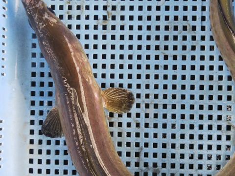 訳あり活〆鱧　１匹〜３匹約　２㌔以上