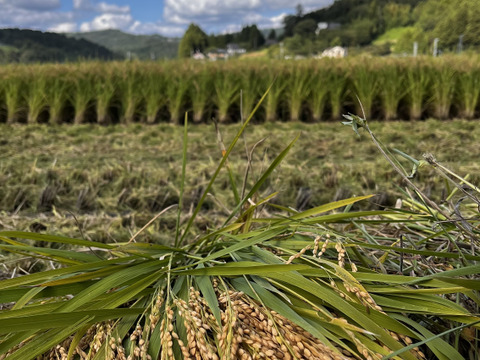 【令和7年新米】特別栽培米ひとめぼれ玄米10キロ