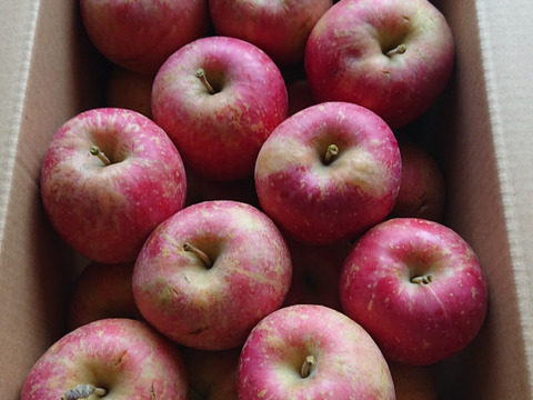 【大特価！ 🍎訳あり・サンふじ】  7㎏ (サイズミックス 28～32個)