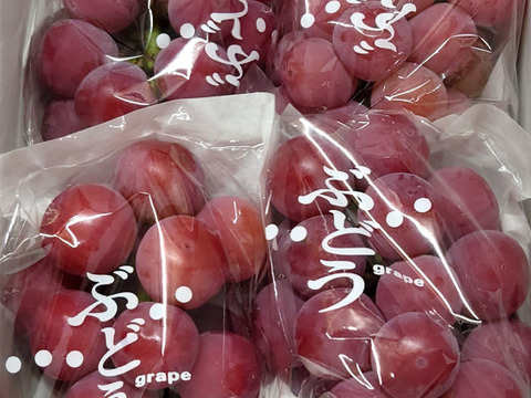 【ご自宅用・農園イチ押し！】クイーンニーナ1.2kg箱 ピンクの可愛いレア品種（農園内人気No.1）