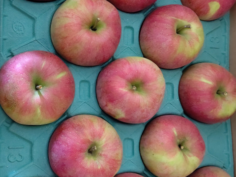 信州りんご🍎優品ギフト