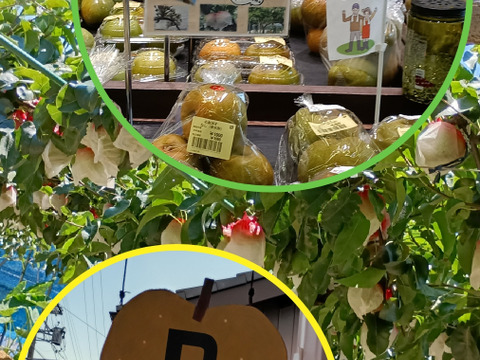 糖度13以上 BIGサイズ美味しい豊水梨5㎏箱 8～12個入り