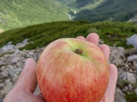 【夏ギフト】【夏あかり３ｋｇ】甘くて硬い味の濃い、日保ちする夏りんご。皮ごと食べられ、キャンプや夏山登山のおやつに最適！
