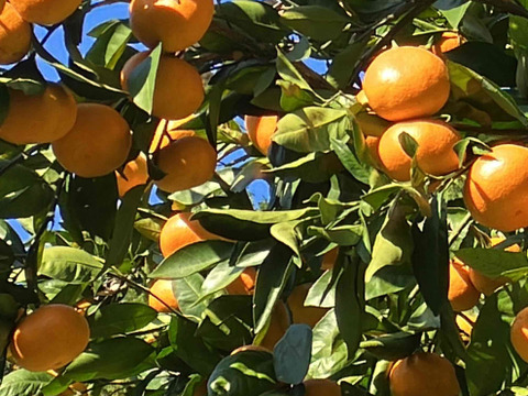 大地の恵みがたっぷり！ほどよい酸味と甘さで生命の息吹を感じる！力強く味の濃い　  青島みかん5ｋｇ箱込み　（温州）　S～2Lサイズ　家庭用におすすめ！
なくなり次第終了！となります。
