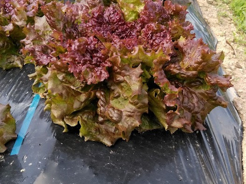 農薬未使用！旬の採れたて新鮮野菜おまかせ小セット（５～７品目）