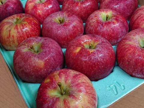 長野県専売リンゴ『シナノリップ』３㎏サイズ箱（７～１２玉）夏においしいりんごです！