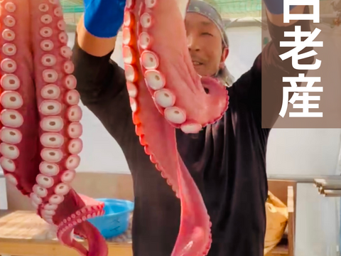 【インパクト大！】北海道白老産　活茹で水だこ（足）1.4㎏1本【1本真空加工】