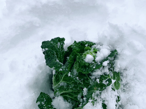 【銀世界が産んだ緑宝、越冬白菜のお届けに参りました。】　≪雪国で育まれた水分・甘みたっぷりの白菜≫　兵庫県香美町産「雪ぶとん白菜」（２玉箱入）