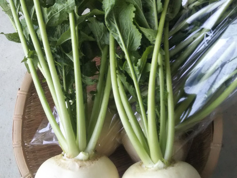 【ふくむらさき】さつま芋が入ります。
田口農園徳島「イチオシ旬野菜セット」
【たっぷりいろいろ３０００円セット】農家人が選ぶ旬野菜のおまかせセットです。季節ごとの旬野菜を厳選してお届け致します。