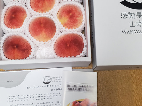 【家庭用】和歌山感動完熟桃【糖度13度以上保証】約1.8kg6-9玉
