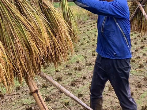 昔ながらのかけ干し米！自然栽培・天日干し玄米5kg