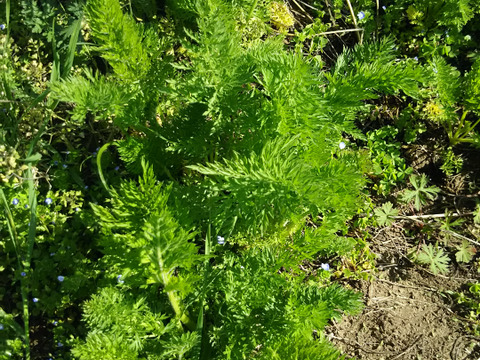 ウサちゃんの野菜🐰🐰🩷🩷🩷ばぁばのモノスゴイ野菜🐰🐰🌱🌱🌱人参の葉など盛りだくさん🥕🍌✨✨✨