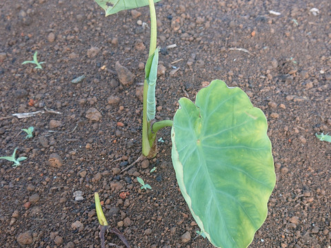 『群馬県産』ねっとり里芋バラバラサイズ1,8キロ(農薬、化学肥料不使用)