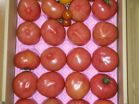 100％純トマト🍅4キロ箱【雪ちゃんトマト】桃太郎トマトL or Mサイズ