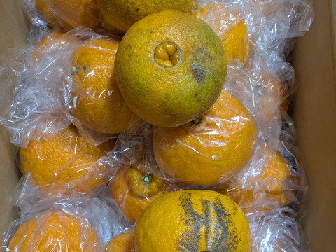 熊本発祥の不知火デコみかん
むきやすくとても甘く美味しいみかんです🍊
Ｌから3L玉が入ります。約4.5k前後