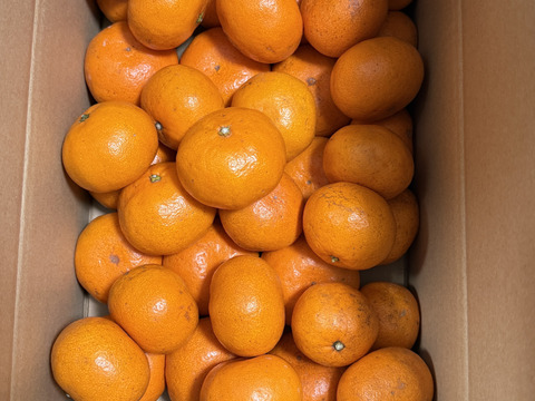 【絶品　濃厚　糖度16度以上】　プレミアム田口みかん　5kg