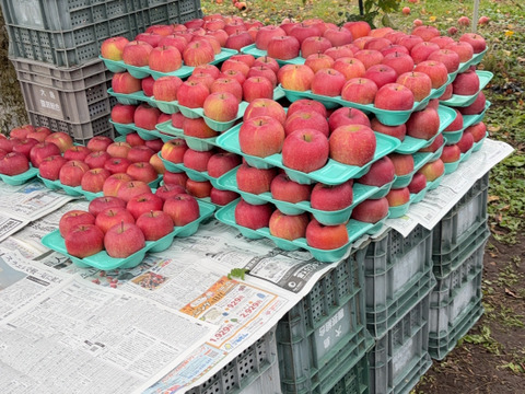 果汁たっぷり！家庭用サンフジ3kg