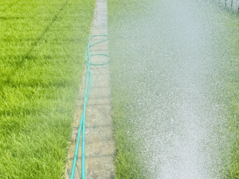 コシヒカリ 5kg×2袋 
もっちり甘い、雪国生まれのごちそう米