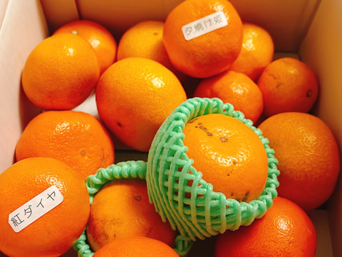 【福袋】甘～い完熟みかんや希少柑橘の食べ比べに果肉たっぷりみかんジャムも！12月下旬の年内発送！年末年始に家族でワイワイ♪♪「旬のこだわり柑橘食べ比べ福袋」家庭用　約3kg入【商品番号1101】