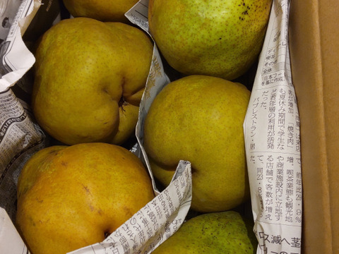 【山形県産】西洋梨「ラフランス」訳あり 3kg（7～10玉）