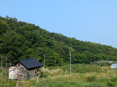 令和7年収穫　北海道産ブルーベリー　【冷凍1kg】