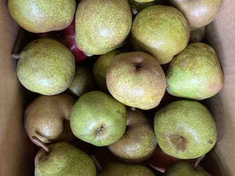 在庫わずか！紅玉ラフランス2種盛！お試しラフランス3キロ＋訳あり紅玉3キロ　合計6キロ以上。　農薬半減栽培で安心安全